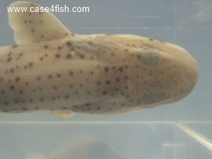Foto Galerie/Carcharhiniformes/Scyliorhinus canicula/Scyliorhinus canicula_06_S.jpg